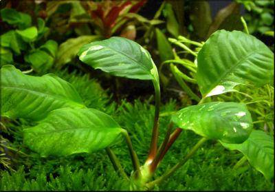 Anubias Coffeefolia
