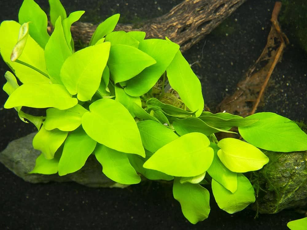 Anubias Gold | Pot Plant