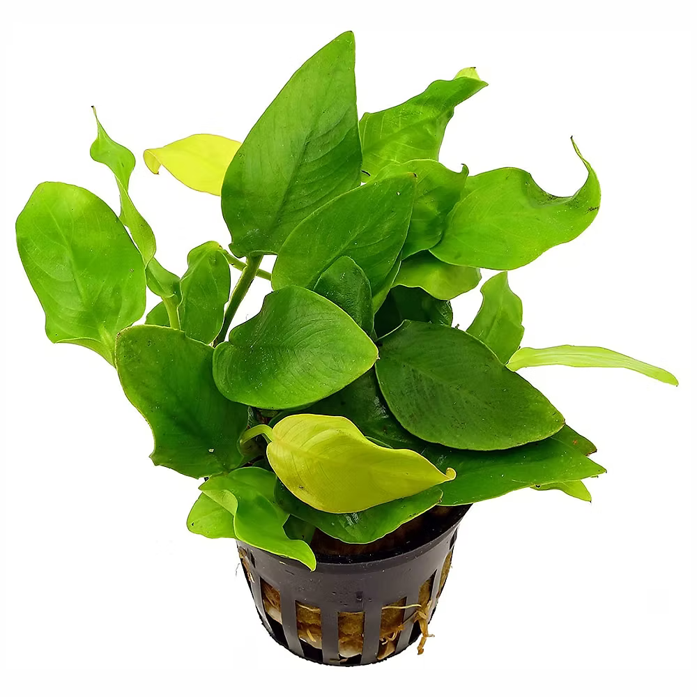 Anubias barteri var. nana | Pot Plant