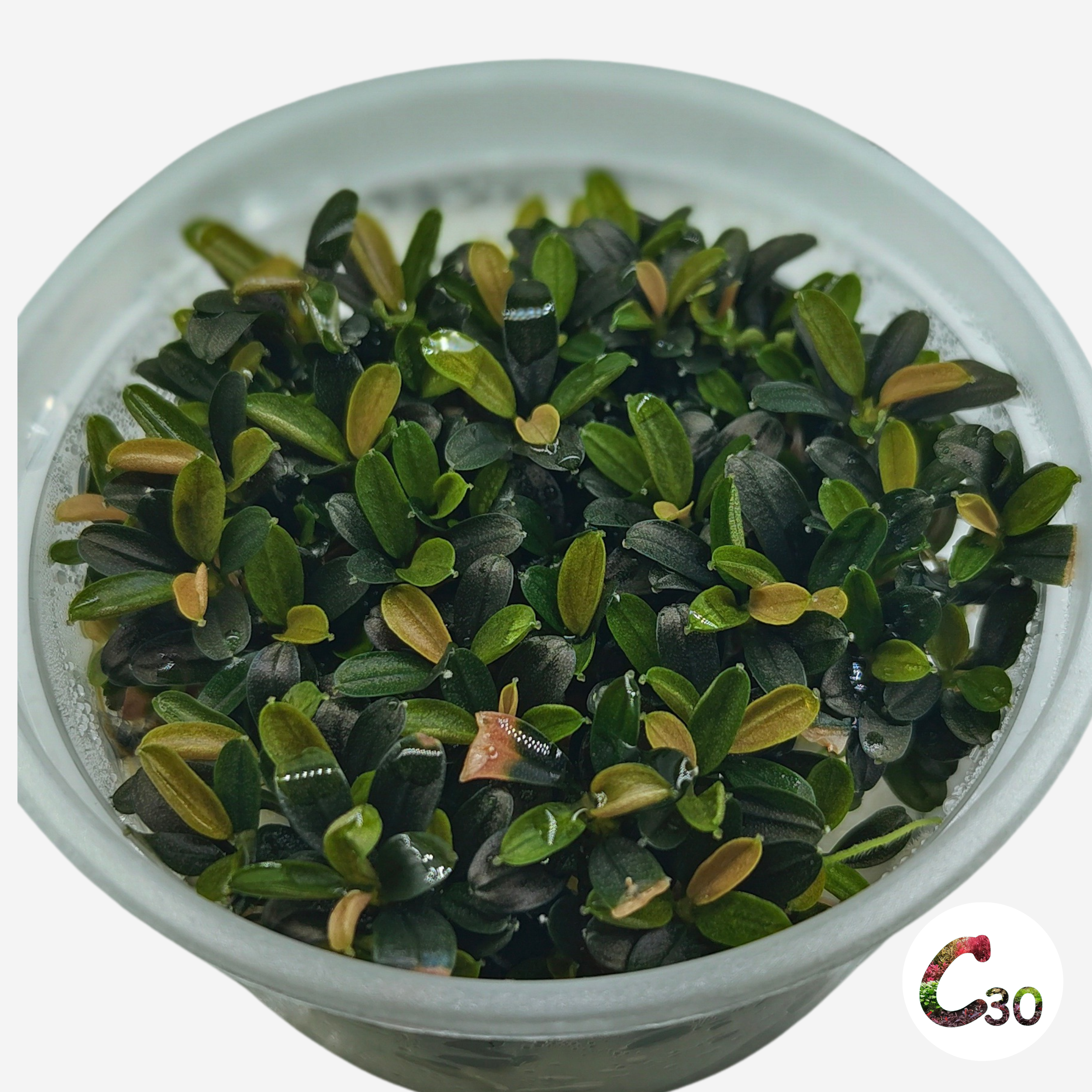 Bucephalandra Maestro Blue Mini