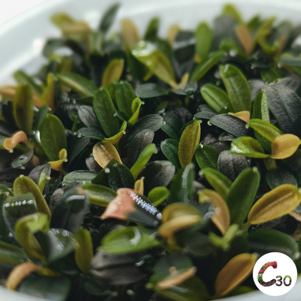 Bucephalandra Maestro Blue Mini