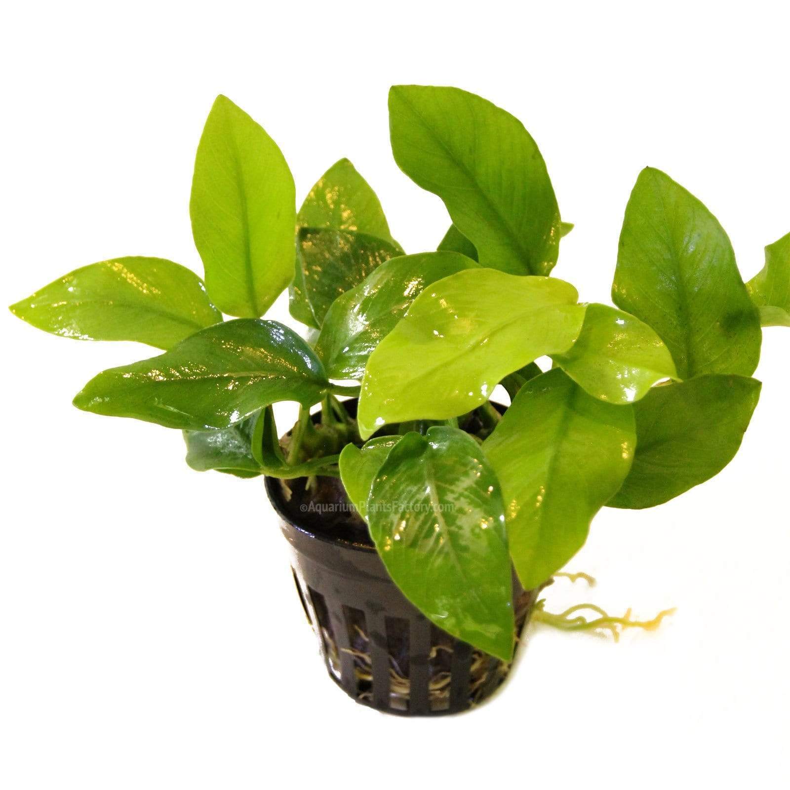 Anubias Gold | Pot Plant