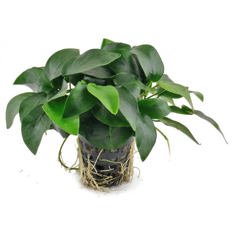 Anubias barteri var. nana | Pot Plant