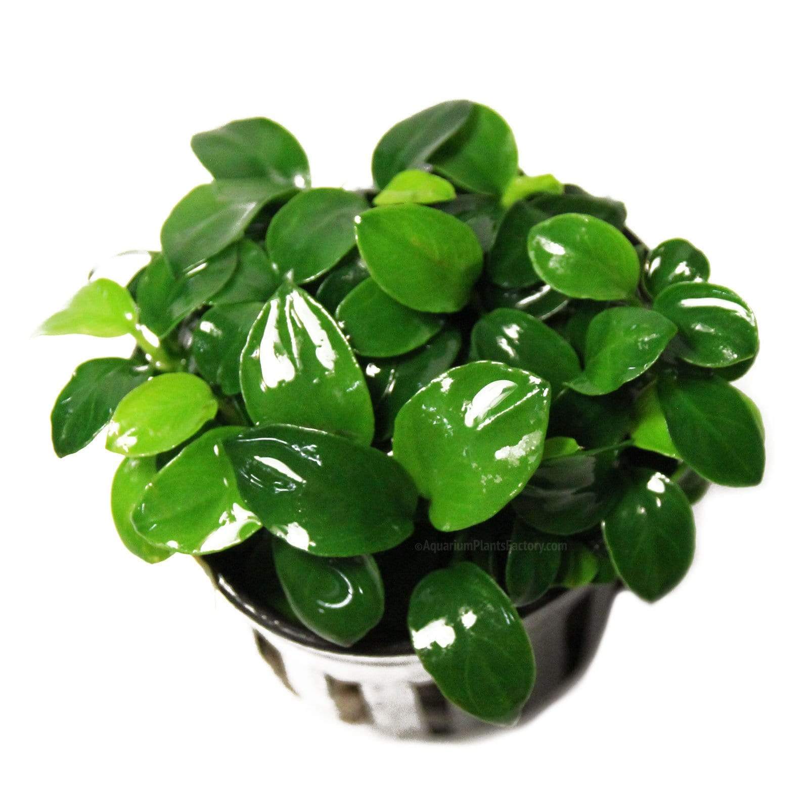 Anubias Nana Petite | Pot Plant
