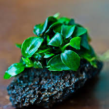 Anubias Nana Petite | Pot Plant